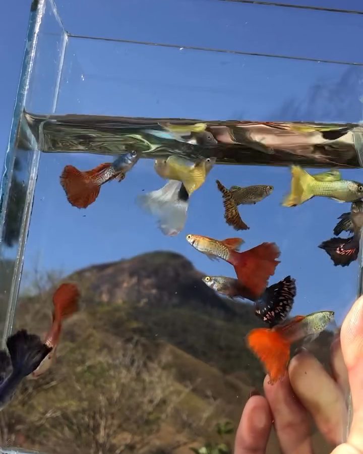 Guppys num caixote de vidro, erguido contra o céu e o morro
