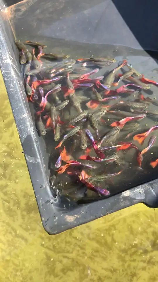 Bandeja com casais de guppy American Purple Red sendo soltos no tanque