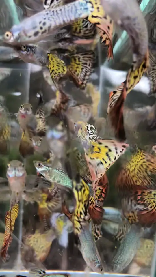 Guppys Cobra ocupando a caixa de vidro, com um macho de cauda aberta