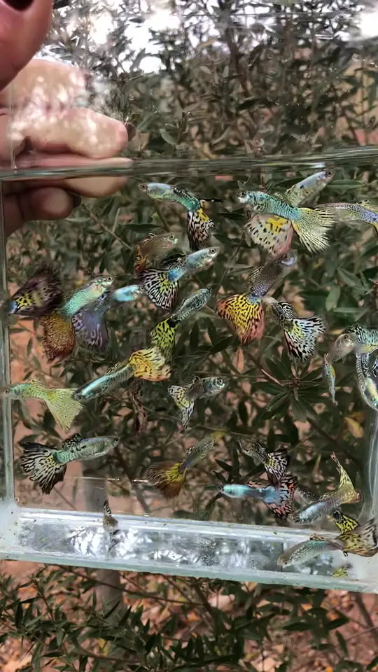 Guppys Cobra numa caixa de vidro na frente de um arbusto