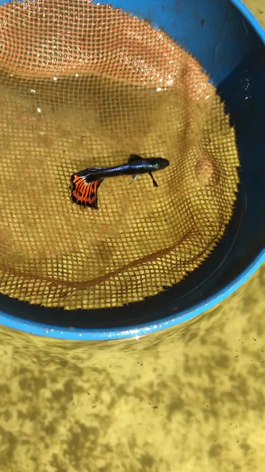 Macho de guppy Mosaico de cauda laranja no puçá