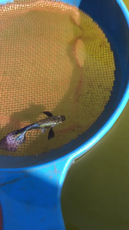 Macho de guppy Mosaico sozinho no puçá azul