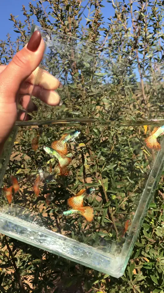 Caixa de vidro com guppys Red Metal contra o céu no fim de tarde