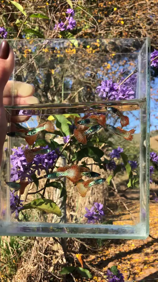 Guppys Red Metal numa caixa de vidro na frente de flores lilás