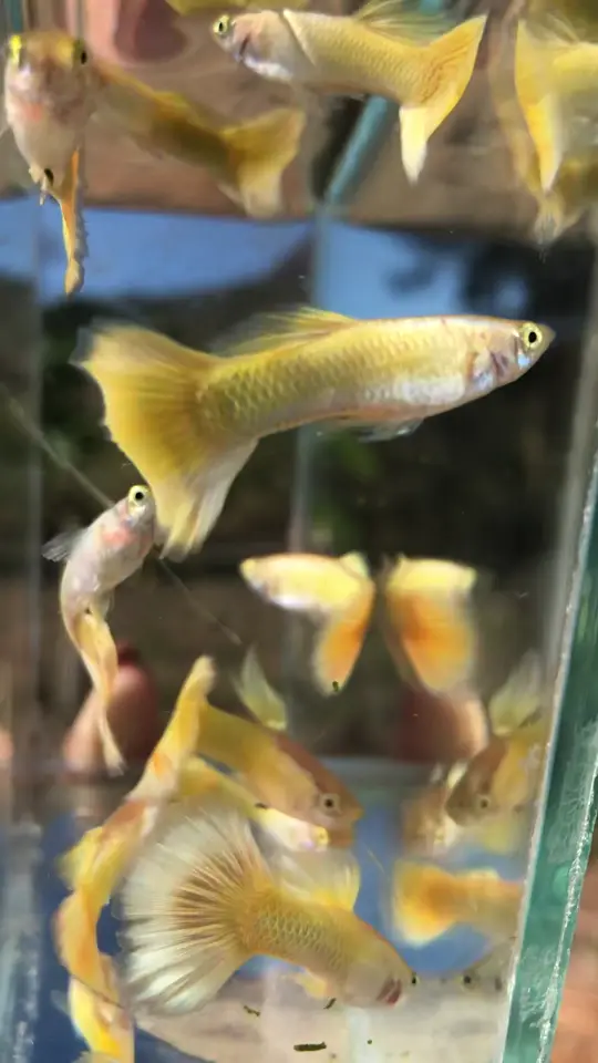 Machos de guppy Yellow Gold de cauda aberta junto ao vidro, com o morro ao fundo