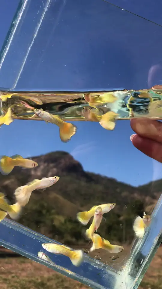 Caixa de vidro com guppys Yellow Gold contra o morro e o céu