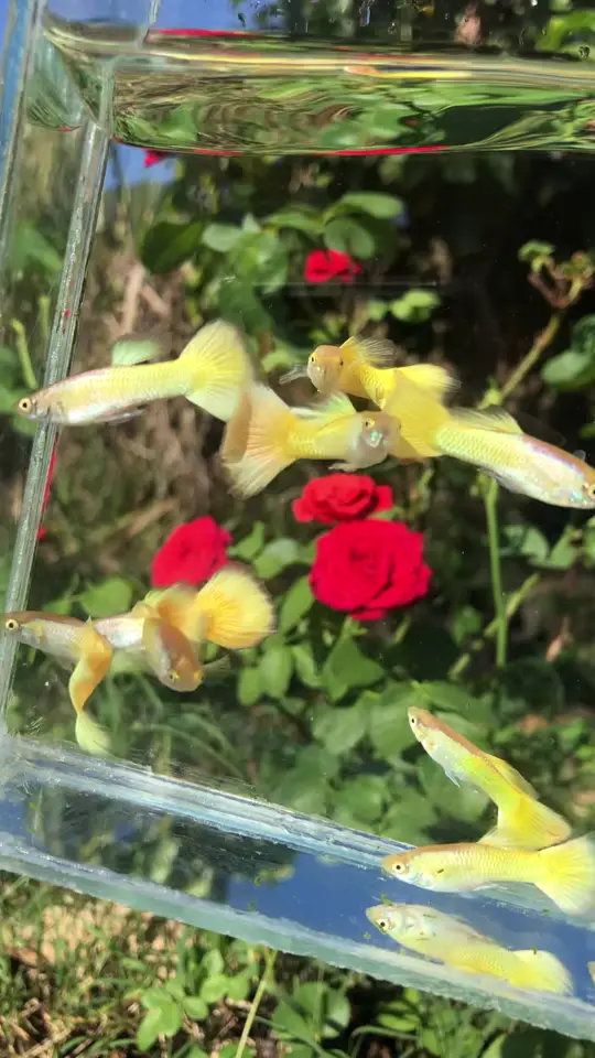 Guppys Yellow Gold numa caixa de vidro na frente de uma roseira