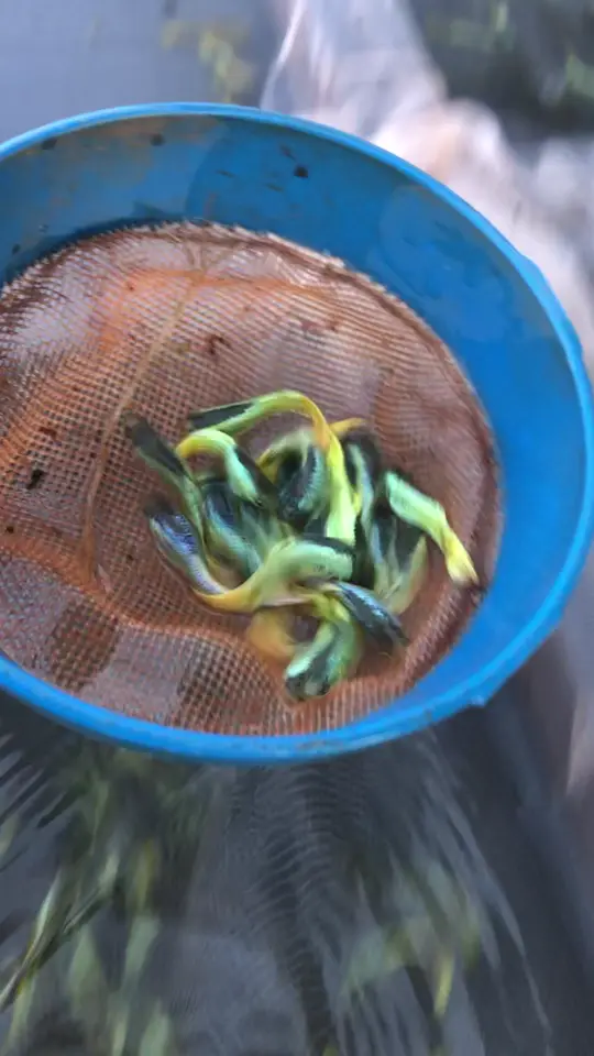 Machos de guppy Yellow Green na peneira, recém-tirados do tanque