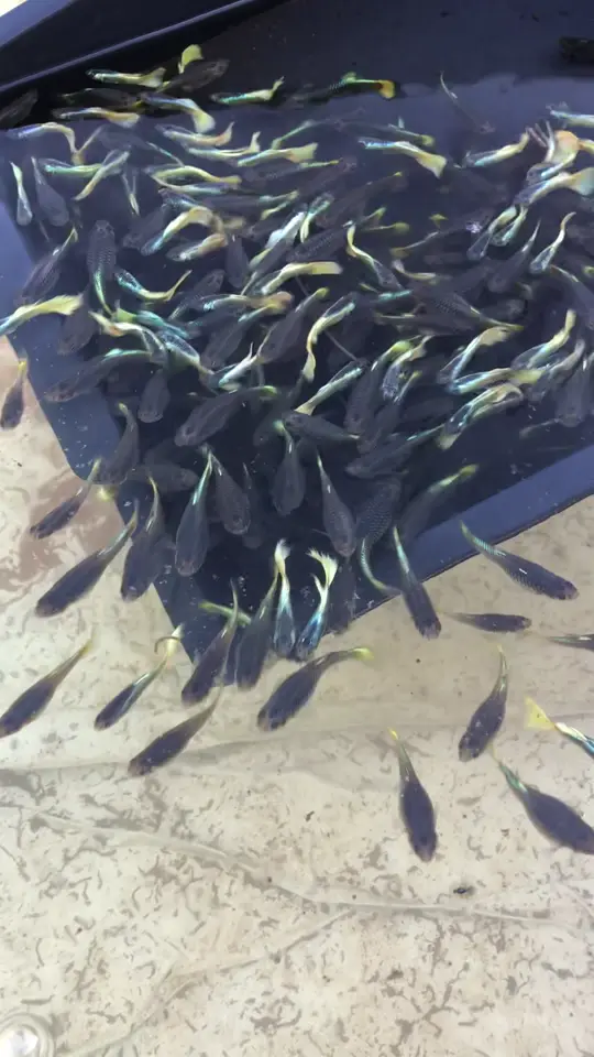 Guppys Yellow Green jovens se espalhando no tanque, vistos de cima