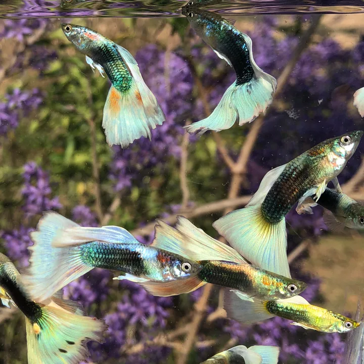 Half Black Pastel