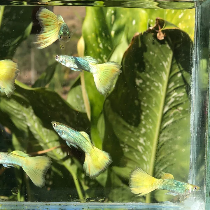 Yellow Green
